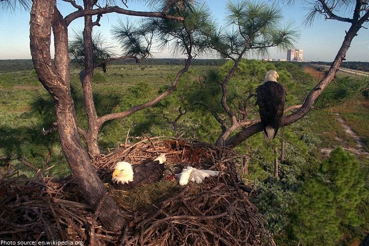 bald-eagle-nest.jpg