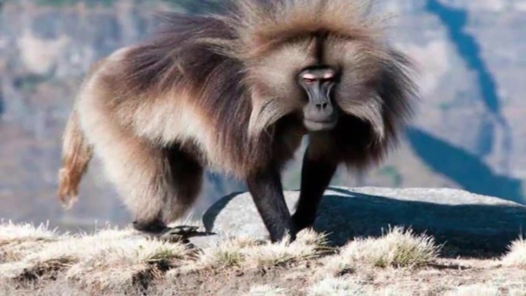 gelada.jpg