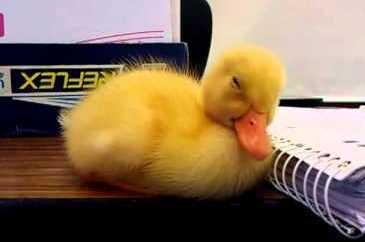 sleeping-duckling.jpg