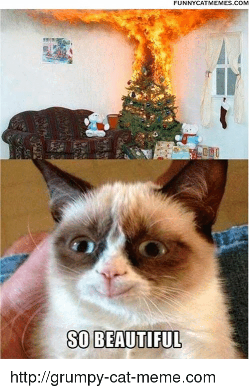 funny-cat-memes-com-so-beautiful-http-grumpy-cat-meme-com-10932243.png