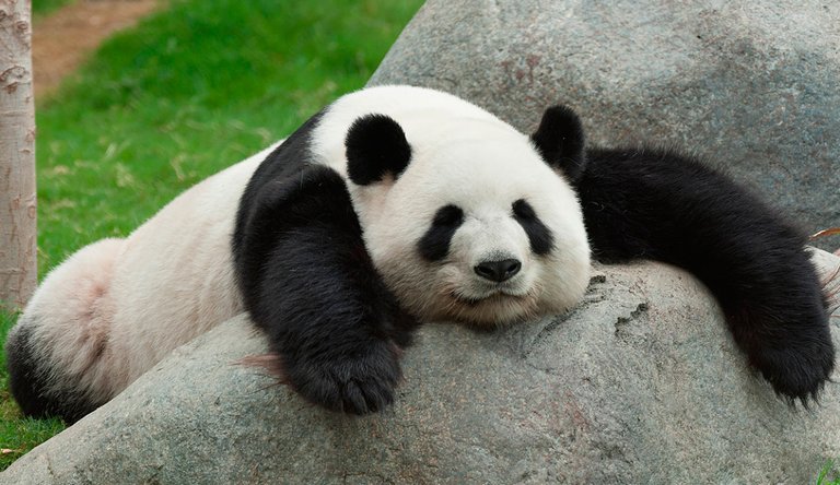 imagenes-osos-panda.jpg