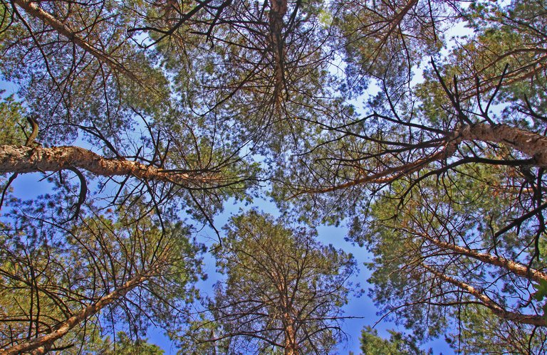 Pine forest in Ukraine