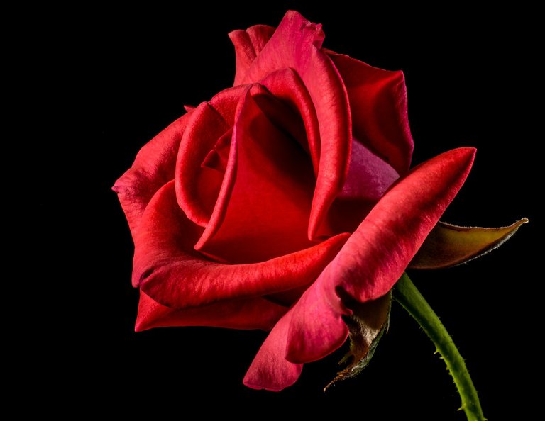 red-rose-320868_1920.jpg