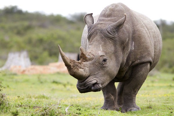 african-white-rhino.jpg