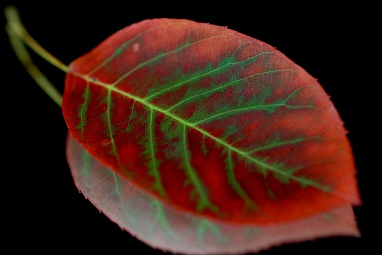 leaf3.jpg