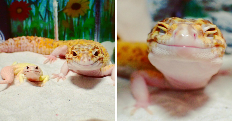 gecko-sonriente.png