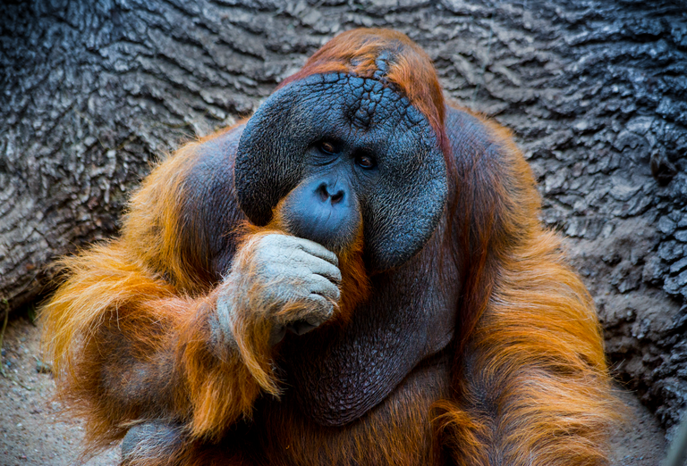 Orang-Utan-web.png