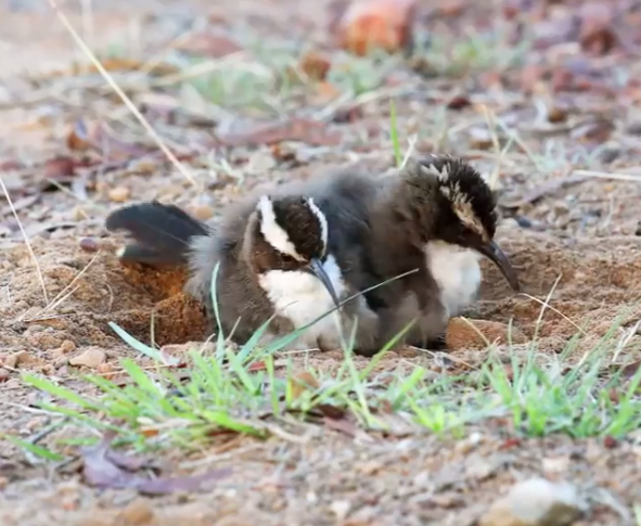 White-browed Babblers3.png