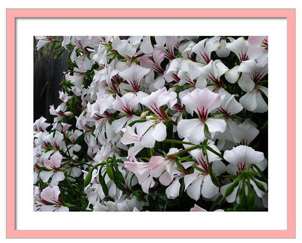 Flowers Fence Framed.PNG