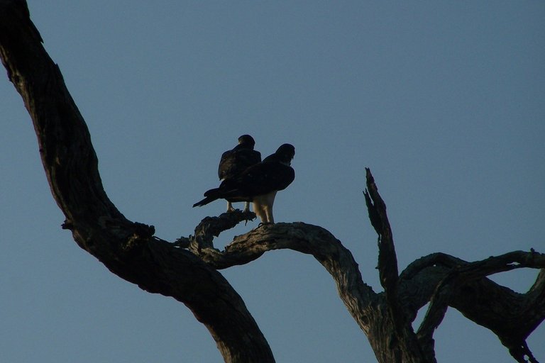 KNP Satara-Lower Sabi 2009 223.JPG