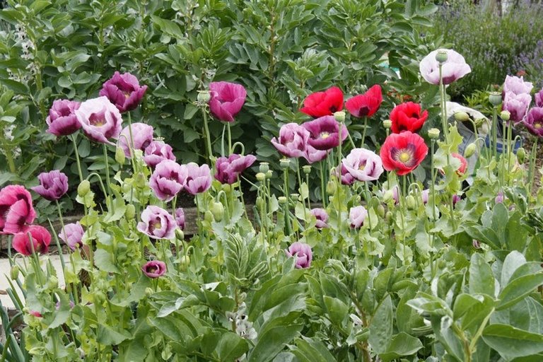 Oriental Poppy.jpg