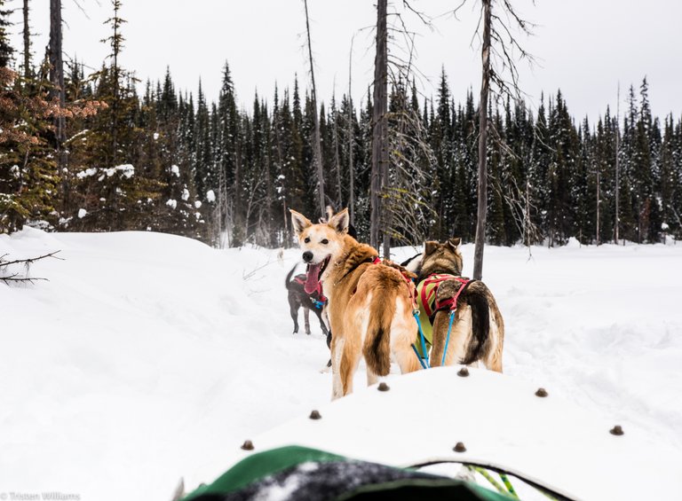 MMA-dog-sledding-5.jpg