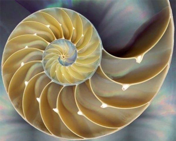 Fibonacci_Sequence_Nautilus_Shell1.jpg