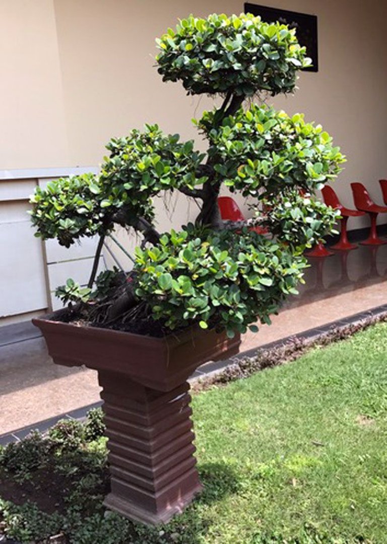 Bonsai_02.jpg