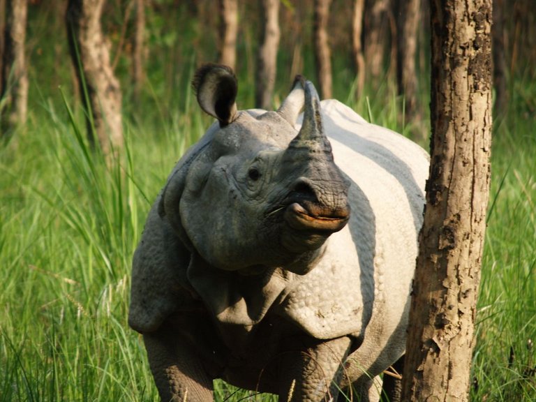 rhino-closeup-flickr.jpeg