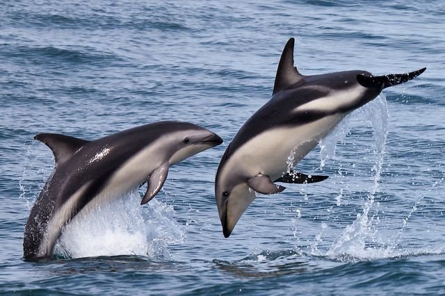 The-Dusky-Dolphin-is-a-small-species-of-dolphin-that-is-found-inhabiting-the-cooler-waters-along-continental-shelves-throughout-the-southern-hemisphere..jpg