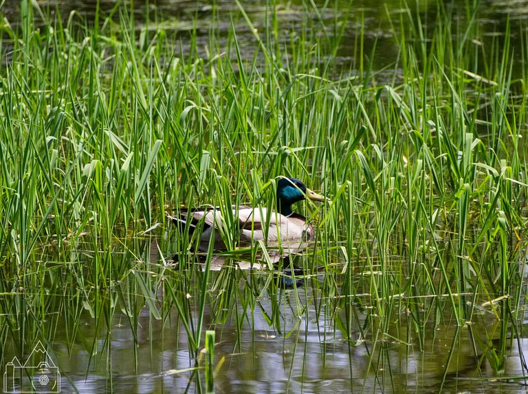 Water Bird 3.jpg