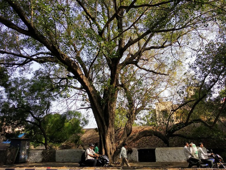 Tree - Photo Credits: Chetan Naik