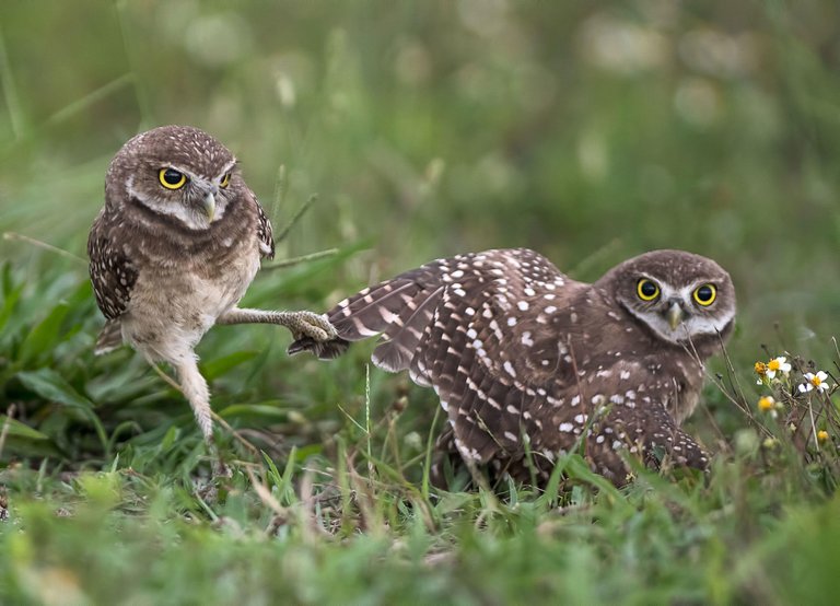 a1_3009_4_burrowing-owl-kk_0.jpg