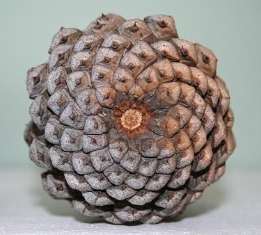 pine_cone_fib.jpe