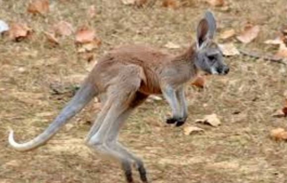 kangaroo joey.JPG