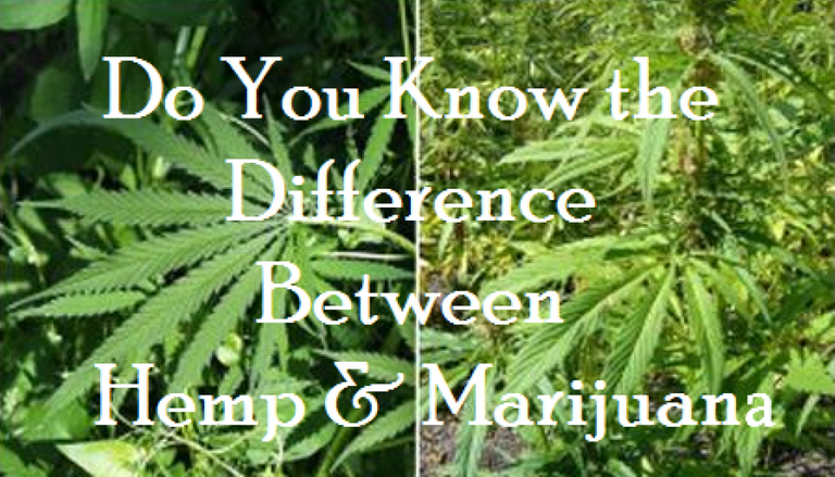 hemp-difference.png