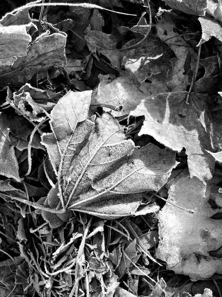 frozen leaves.jpeg