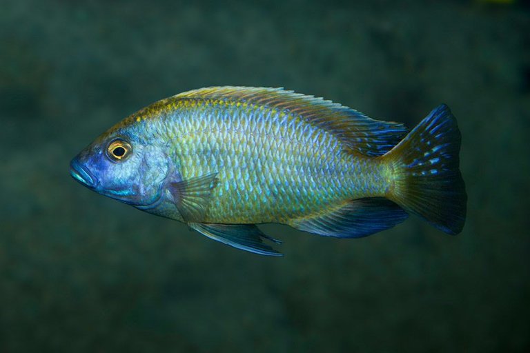 venustus-Cichlid.jpg