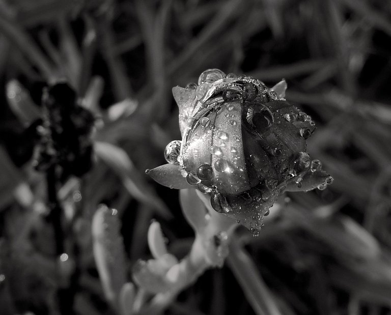 ice plant bud water drops.jpg