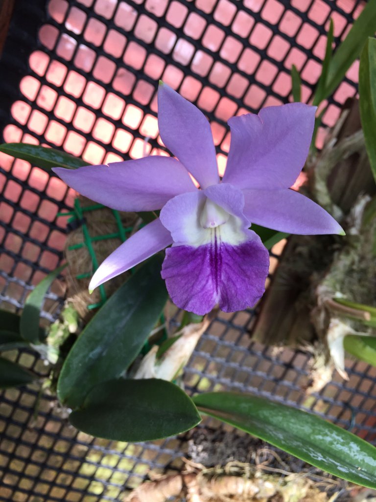 Laeliocattleya Love Knot 'Blue Star'.JPG