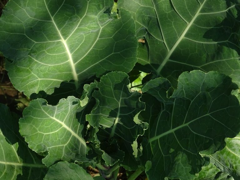 collard-greens.JPG