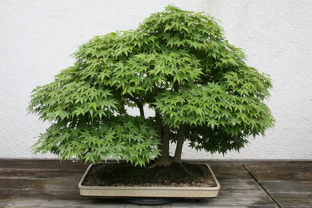 ganja-bonsai.jpg