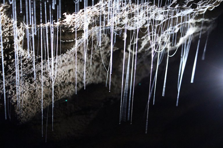 14-Spectacular-View-Inside-Waitomo-Caves-s1024x683-447483-1020.jpg