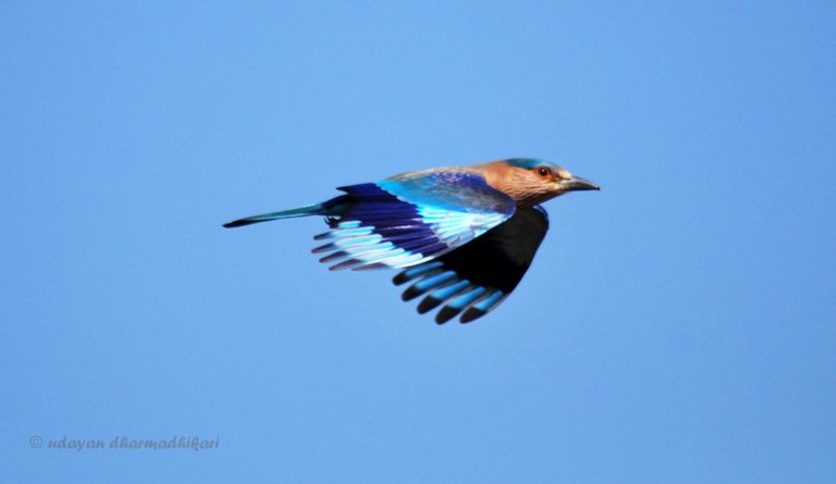 indian roller flight.jpg