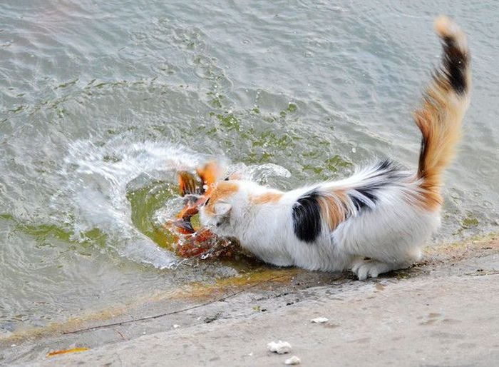 cat-catches-a-huge-goldfish-for-dinner-5.jpg