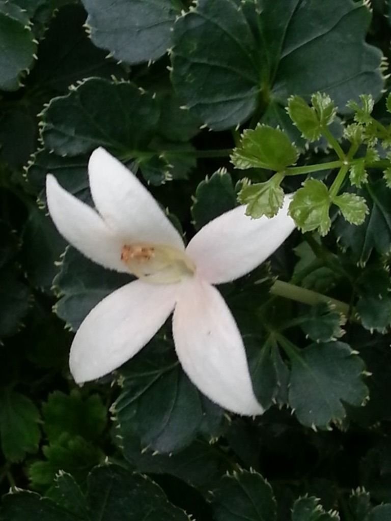 white flower1.jpg