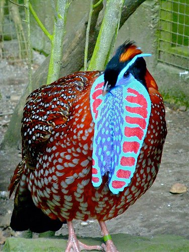 temminckstragopan.jpg