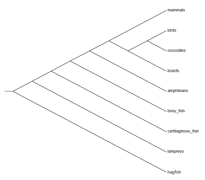 vertebrate_phylogeny.png