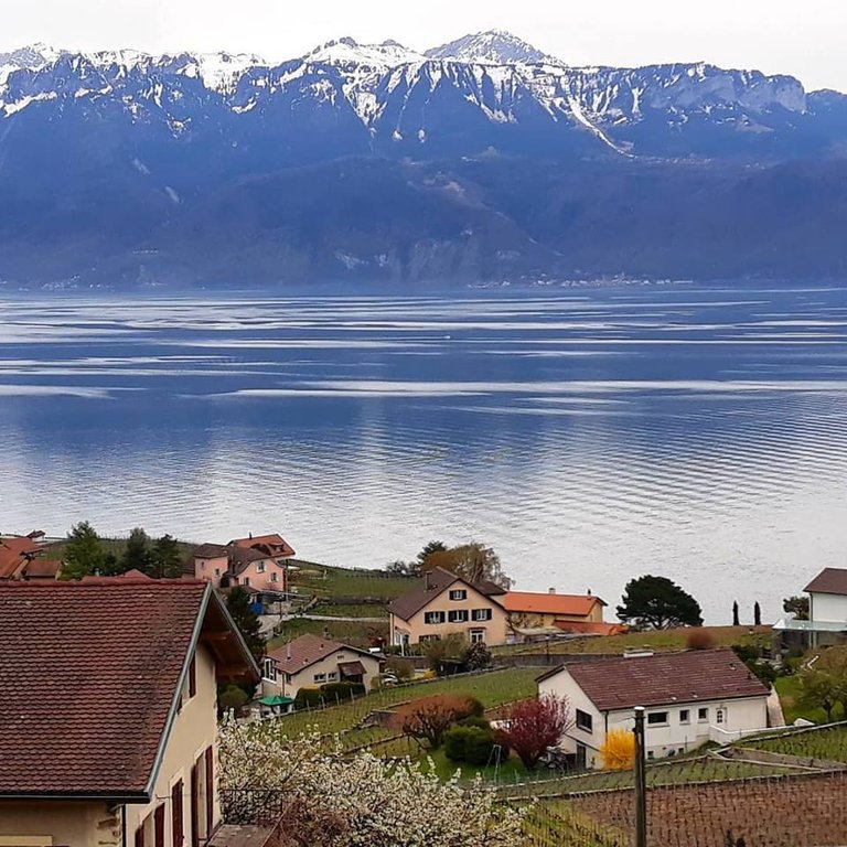 Lavaux, Vignoble en Terrasses.jpg