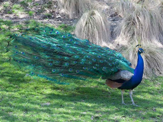 peacock 002.jpg