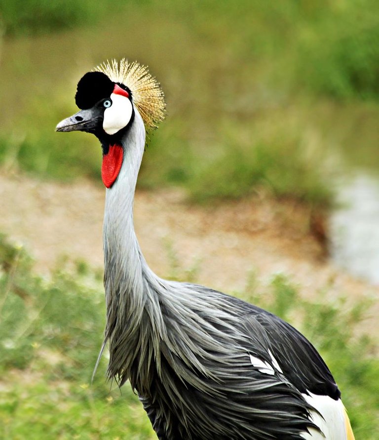 Grey_Crowned_Crane,_Serengeti_National_Park,_Tanzania_(2010).jpg