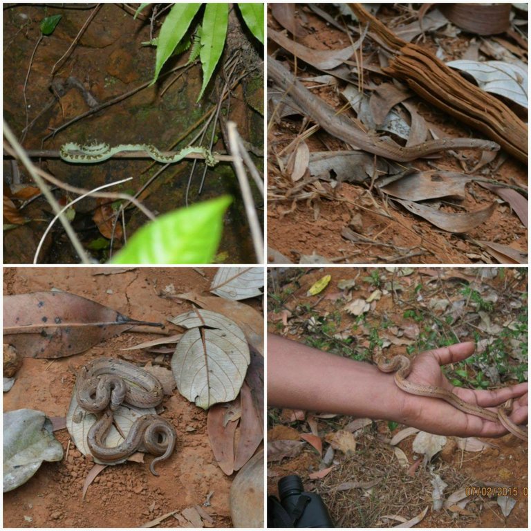 Agumbe Rainforest12.jpg