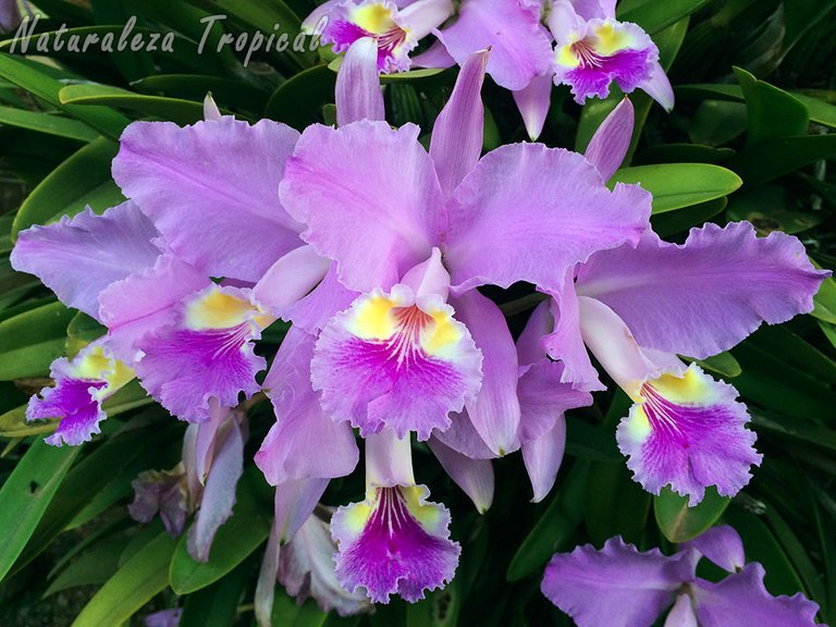 cattleya-lueddemanniana-orquidea[1].jpg