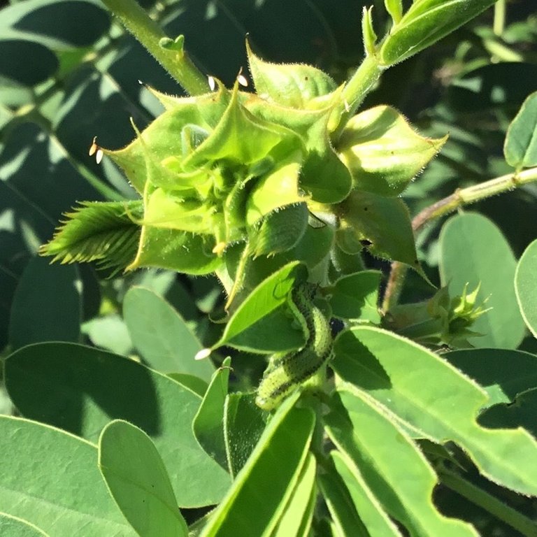 butterfly eggs.jpg