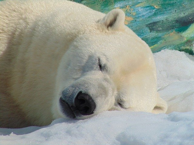 polar-bear-2112248_640.jpg