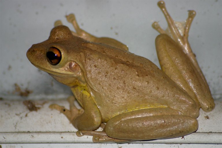 frog 3.jpg