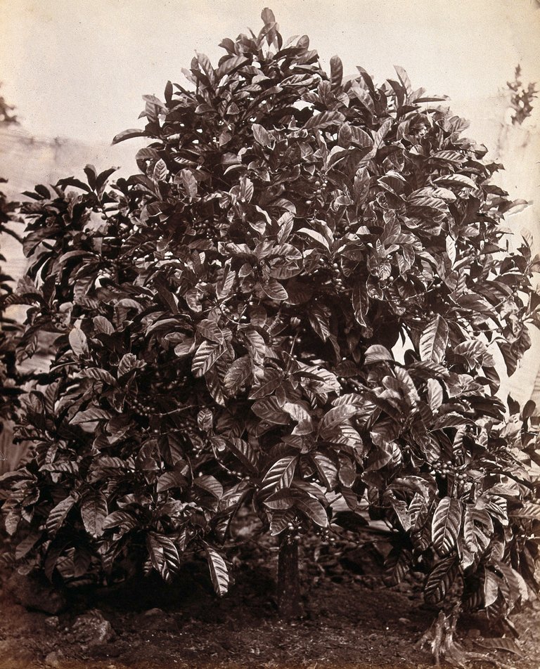 A_fruiting_coffee_tree_(Coffea_arabica)._Photograph._Wellcome_V0044766.jpg