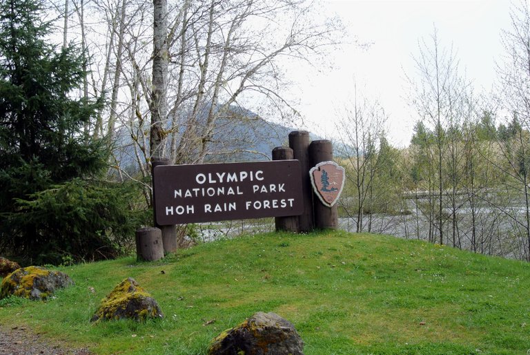 hoh rain forest w (1).jpg