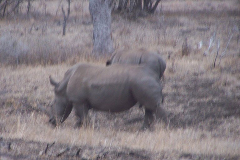 KNP Satara-Lower Sabi 2009 102.JPG