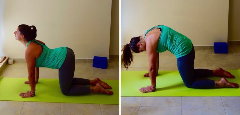 yoga with chiara cat-cow v2.jpg